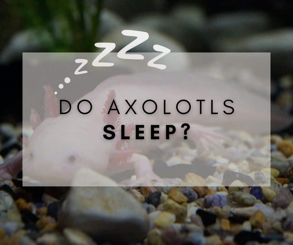 Sound Asleep: Do Axolotls Sleep?