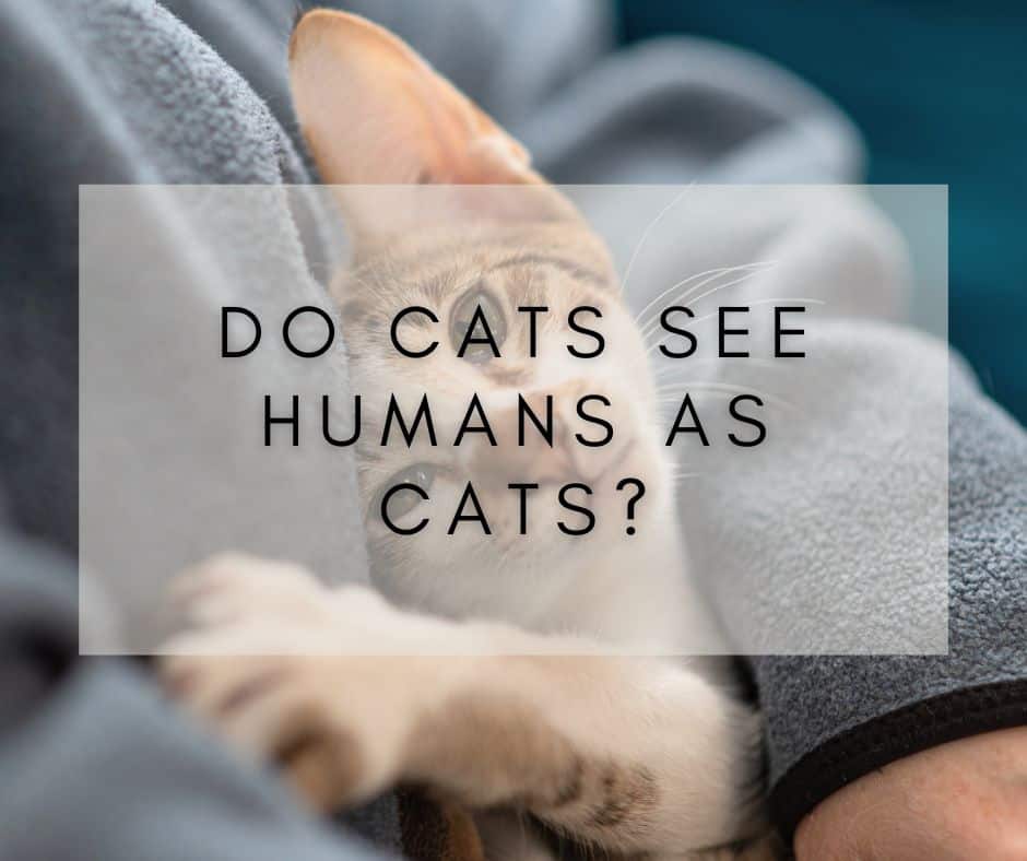 Do Cats See Humans as Cats? Exploring the Mysterious Feline Mind