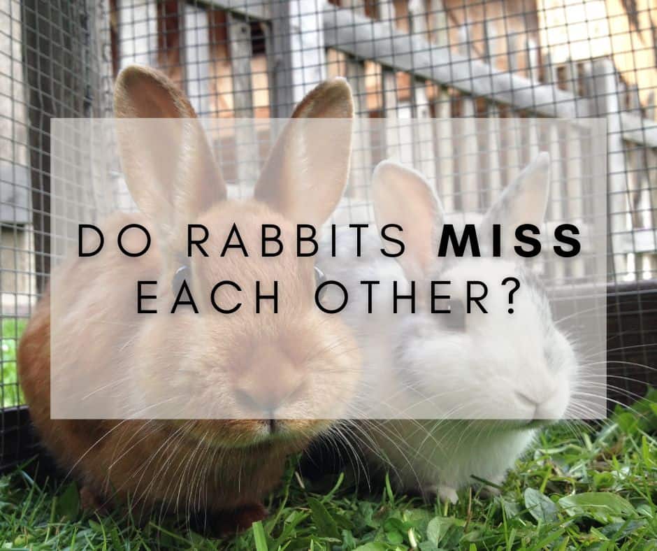 Do Rabbits Miss Each Other