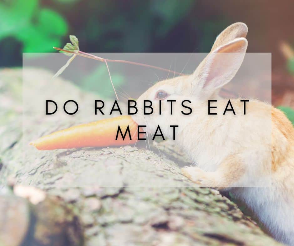 Do rabbits eat meat