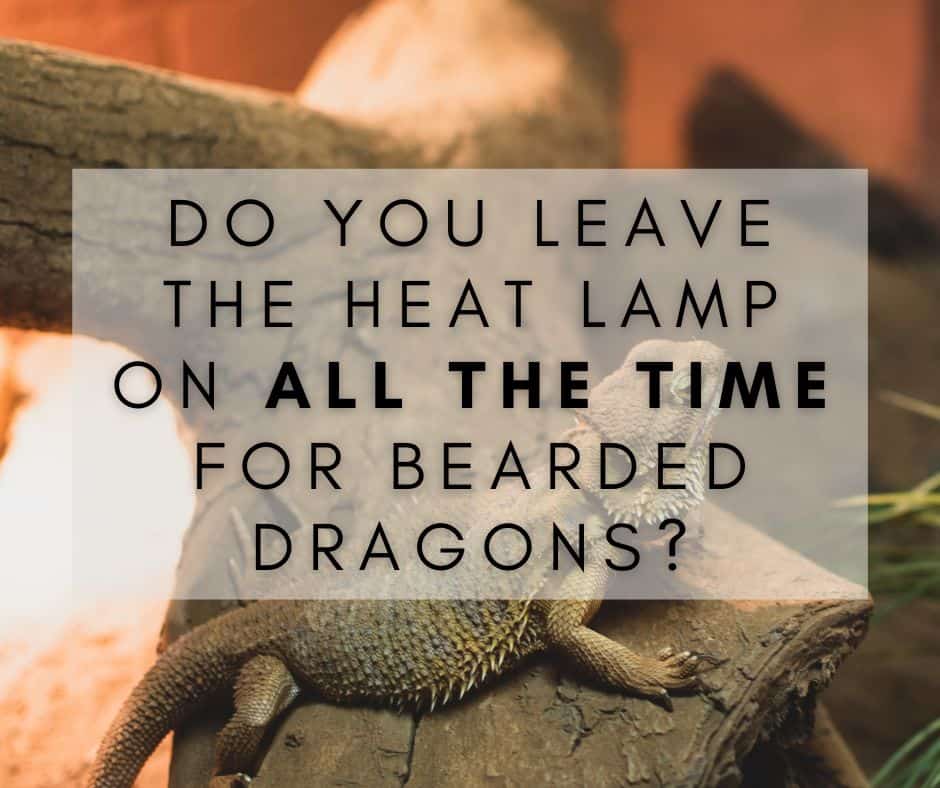 Always On? Examining the Use of Heat Lamps for Bearded Dragons
