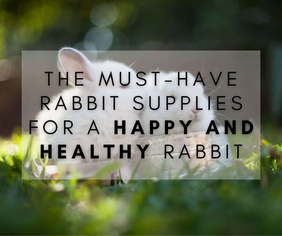 The Must-Have Rabbit Supplies for a Happy and Healthy Rabbit