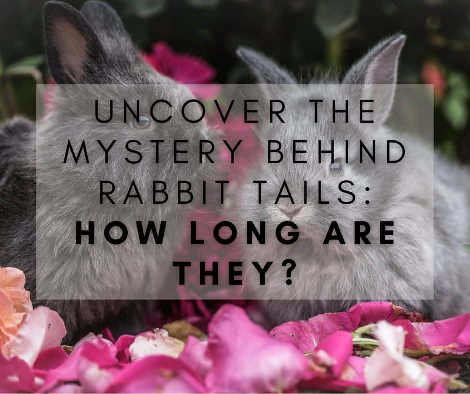 Uncover the Mystery Behind Rabbit Tails: How Long Are They?