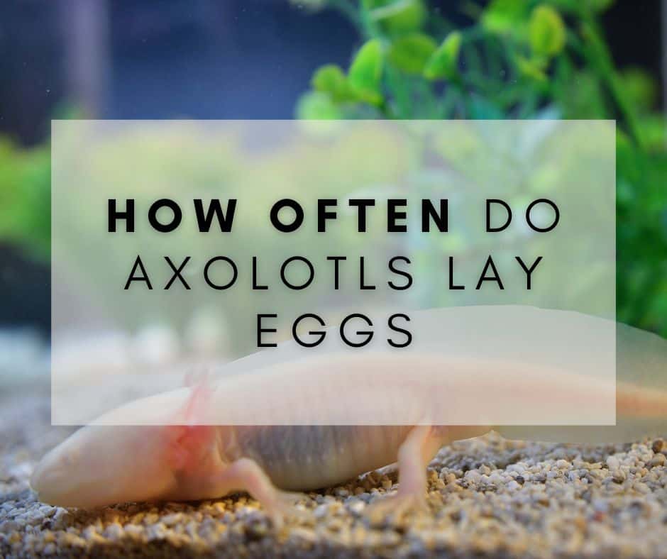 Know Your Axolotl: How Often Do They Lay Eggs?