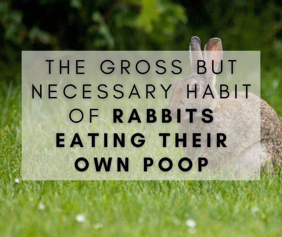 The Gross but Necessary Habit of Rabbits Eating Their Own Poop