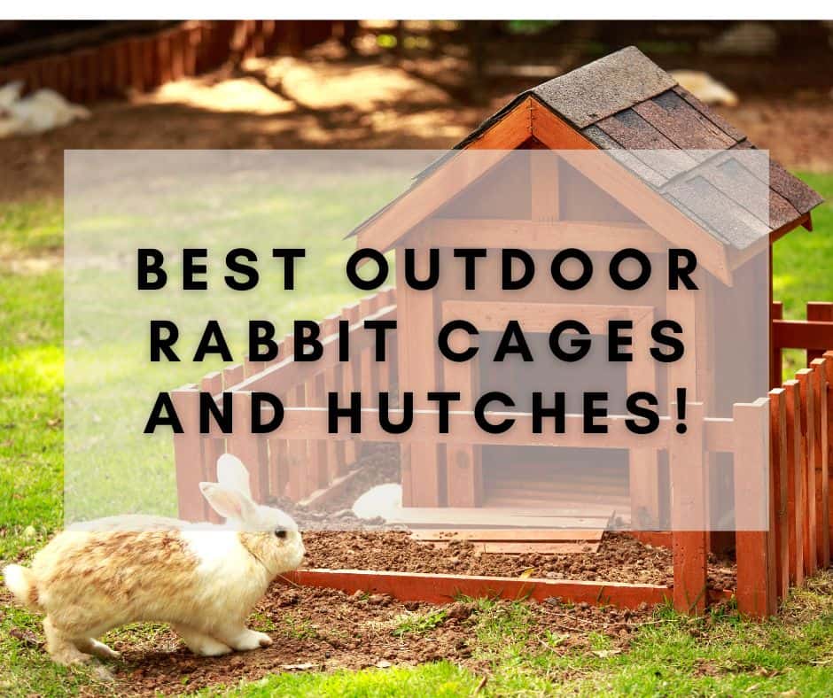 Best Outdoor Rabbit Cages and Hutches for 2023 – Buyers Guide!