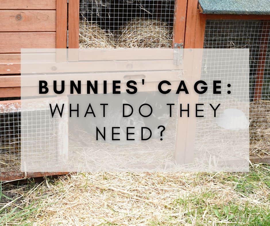 Bunnies’ Cage: What Do They Need? With Calculator!