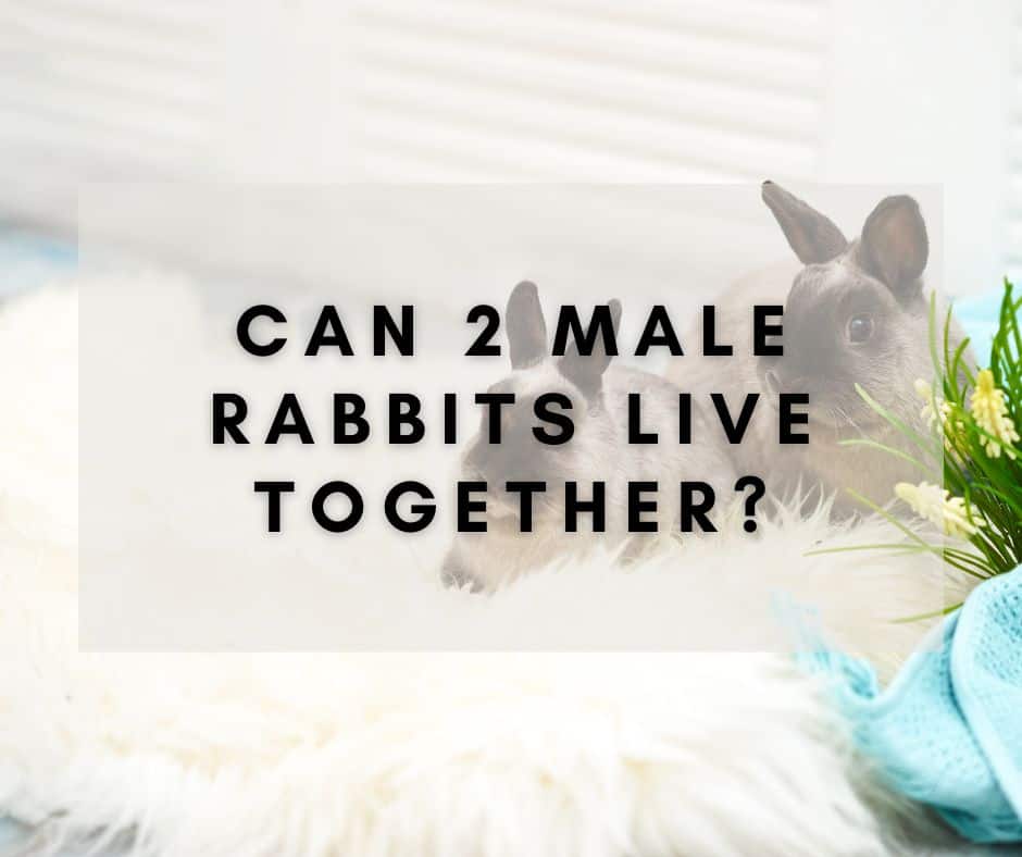 Can 2 Male Rabbits Live Together?
