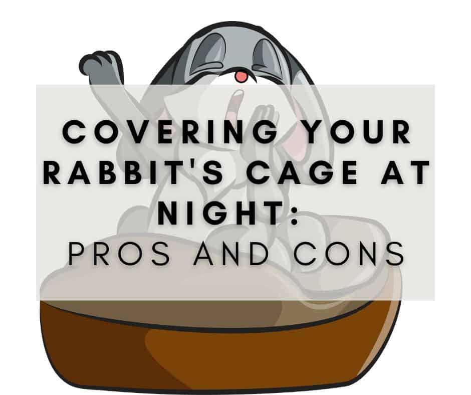 Should You Cover Your Rabbit’s Cage at Night: Pros and Cons