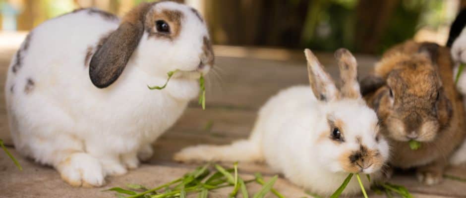 Cute rabbit eating