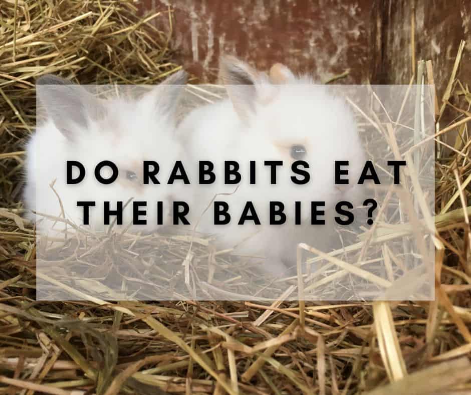 Do Rabbits Eat Their Babies