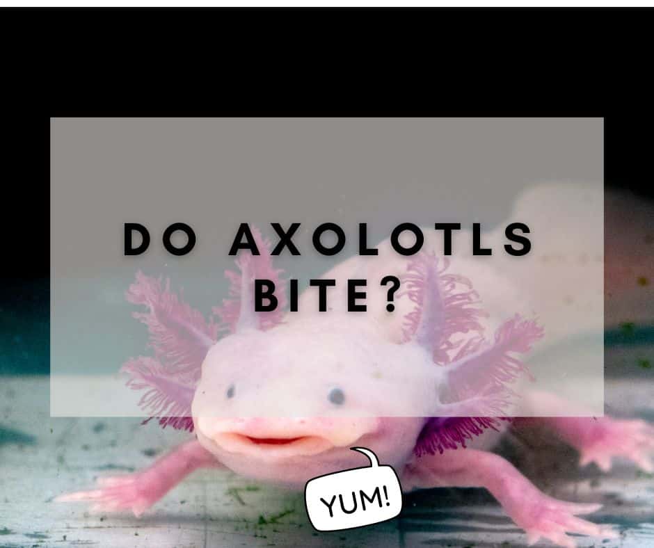 Do Axolotls Bite? Everything You Need to Know