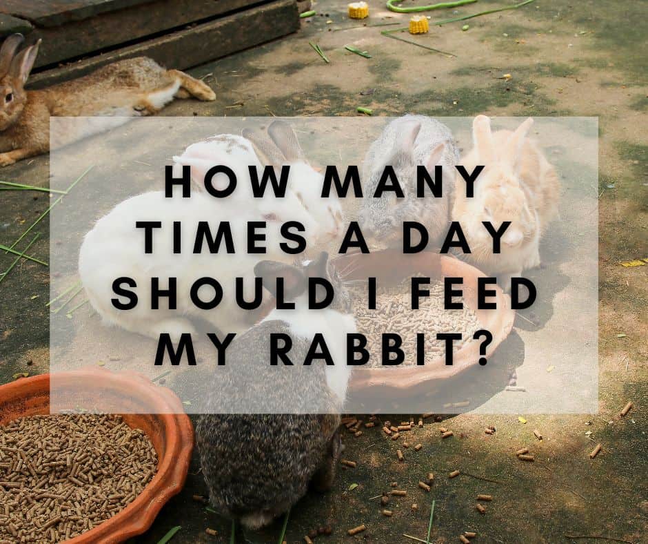 How Many Times a Day Should I Feed My Rabbit?  List included!