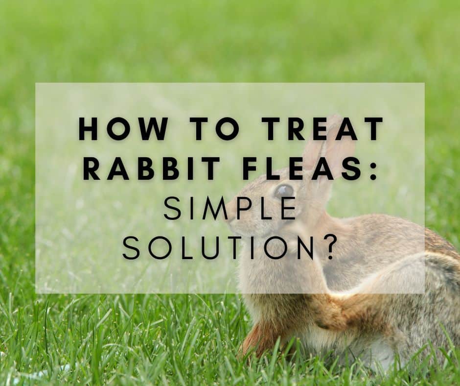 How to Treat Rabbit Fleas: Solutions for a Common Problem