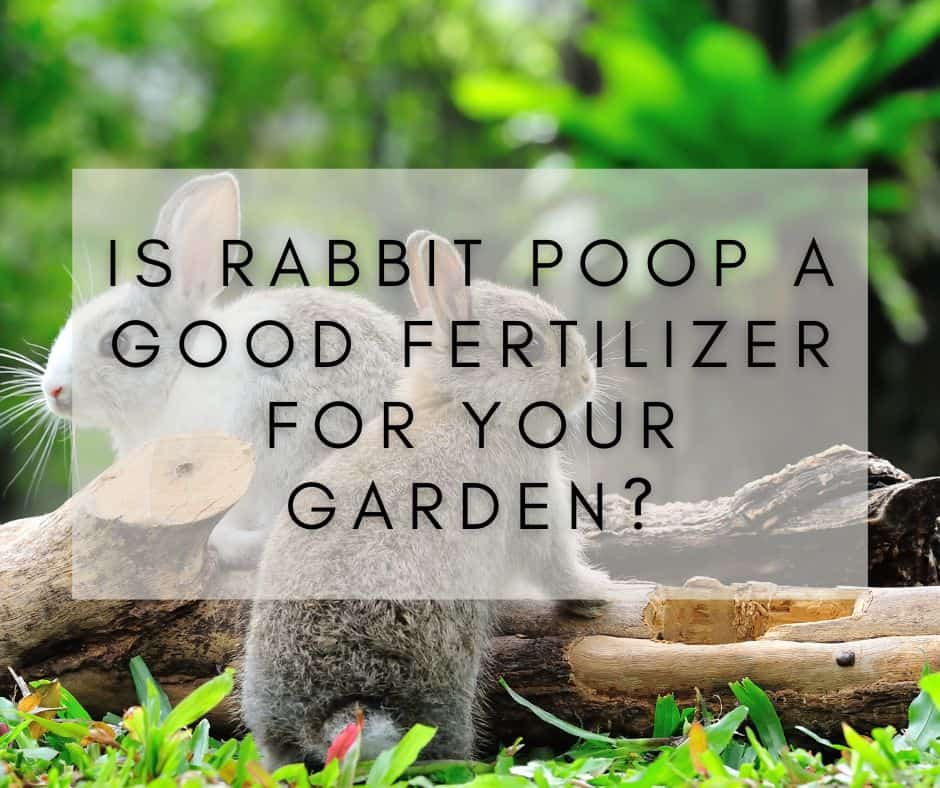 Is Rabbit Poop a Good Fertilizer for Your Garden?