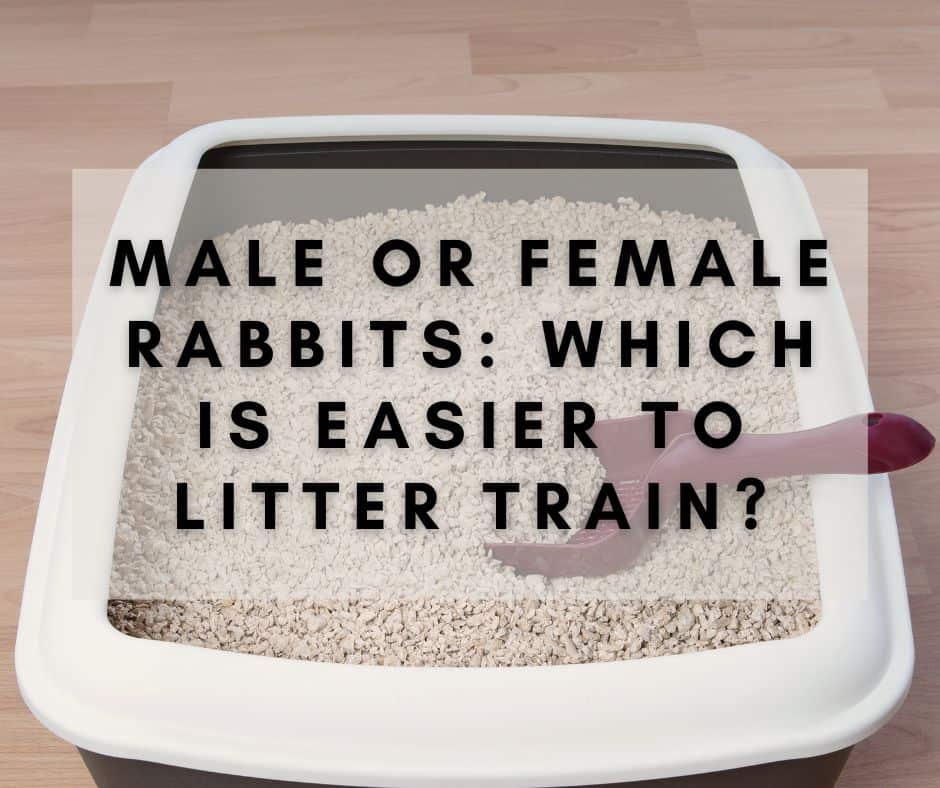 Male or Female Rabbits: Which is Easier to Litter Train?
