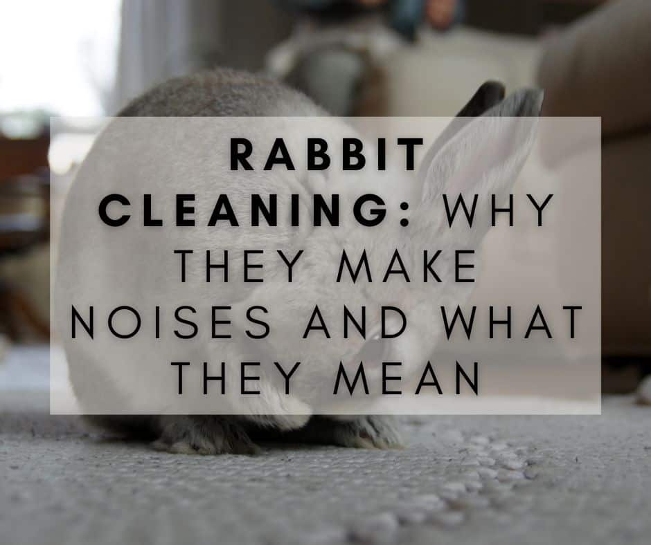 Rabbit Cleaning: Why They Make Noises and What They Mean