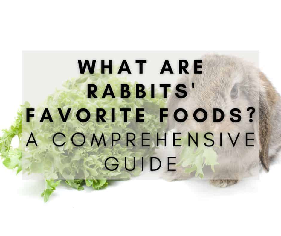 What Are Rabbits’ Favorite Foods? A Comprehensive Guide