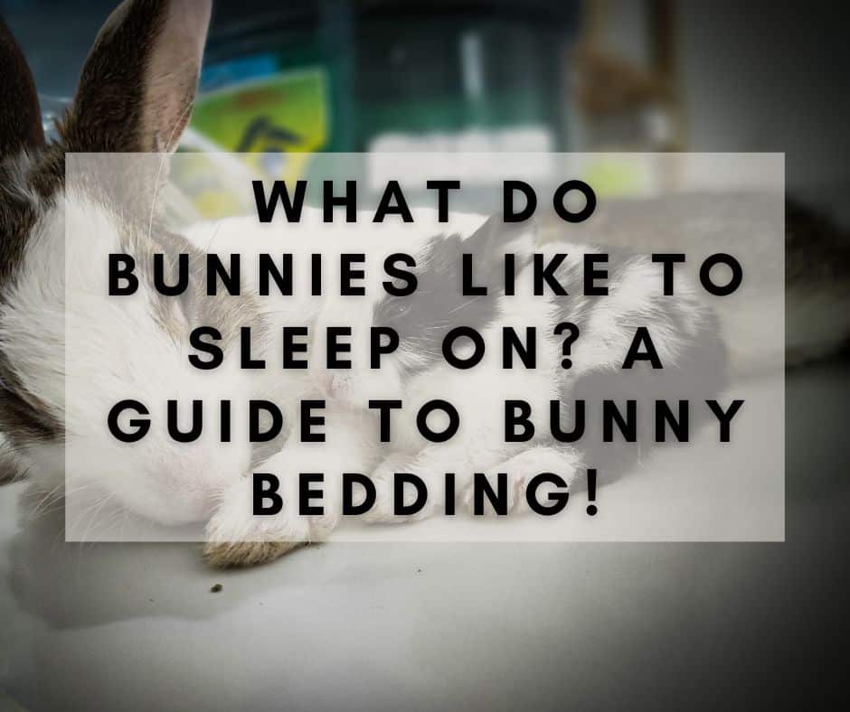 What Do Bunnies Like to Sleep On? A Guide to Bunny Bedding!