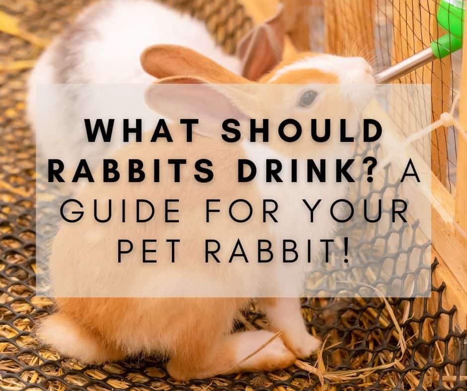 What Should Rabbits Drink? A Guide for Your Pet Rabbit!