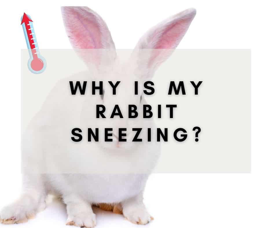 Why Is My Rabbit Sneezing? Common Causes and Treatments