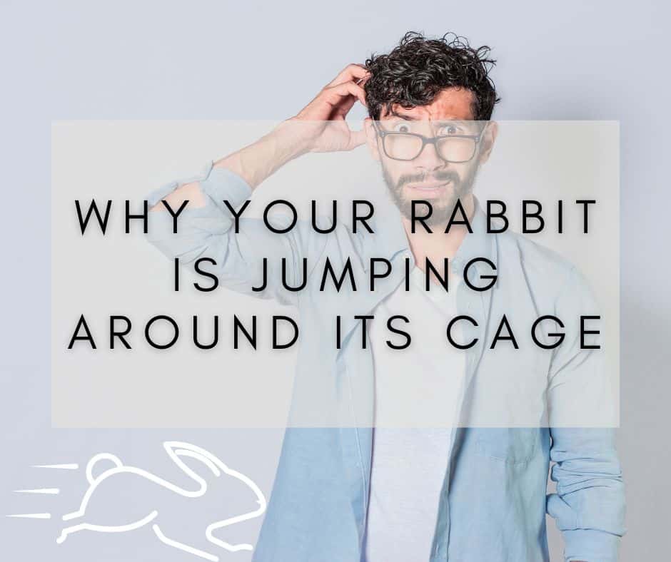 Why Your Rabbit is Jumping Around Its Cage