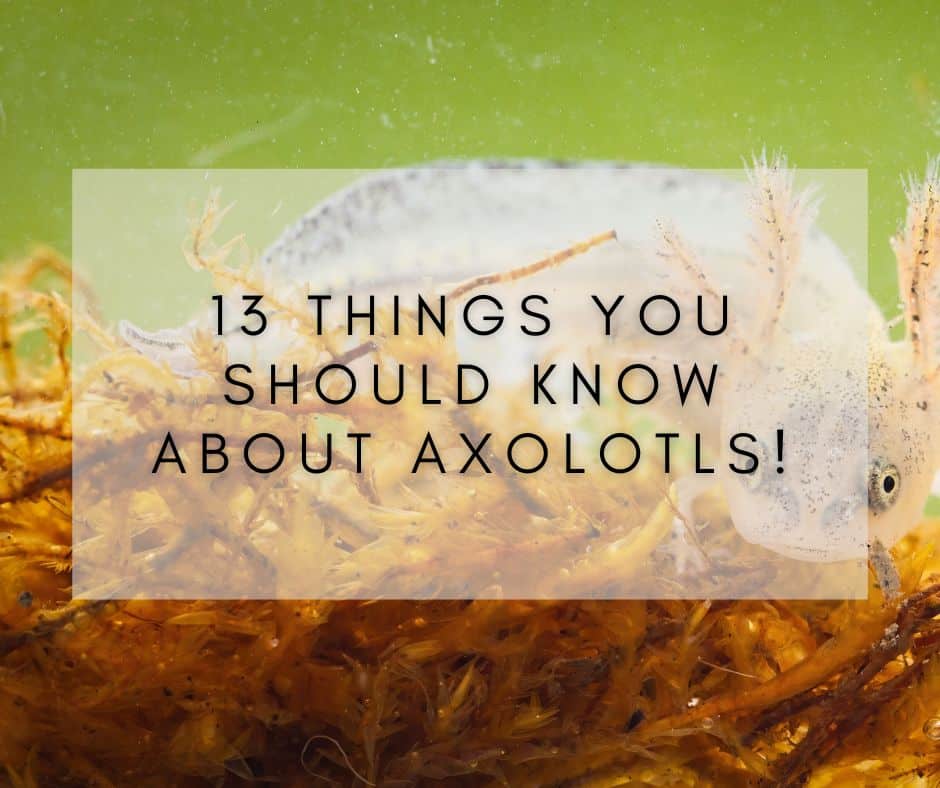 13 Things You Should Know About Axolotls!