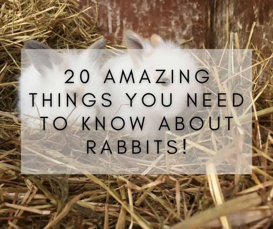 20 Amazing Things You Need to Know About Rabbits