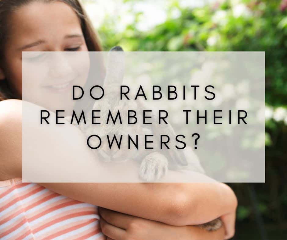 Do Rabbits Remember Their Owners?