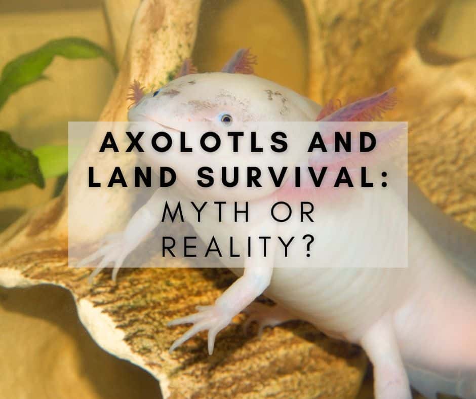 Axolotls and Land Survival: Myth or Reality?