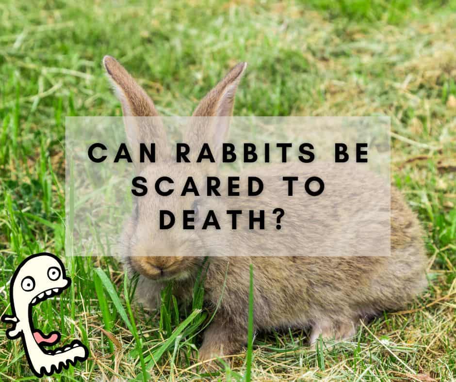 Can Rabbits Be Scared to Death?