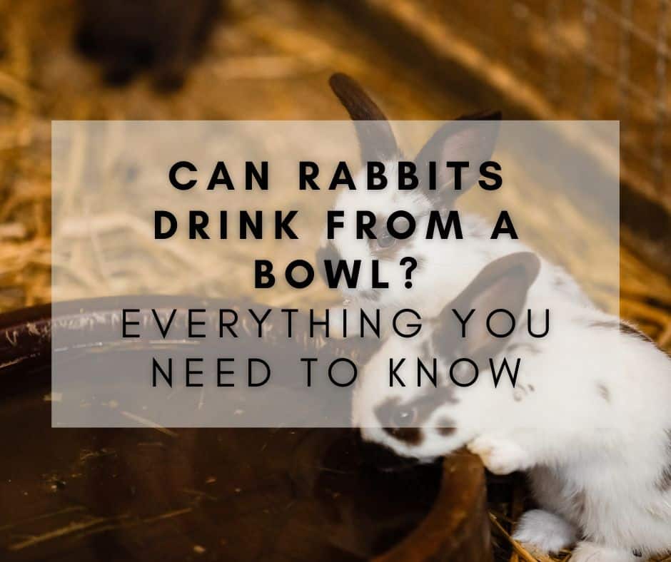 Can Rabbits Drink from a Bowl? Everything You Need to Know