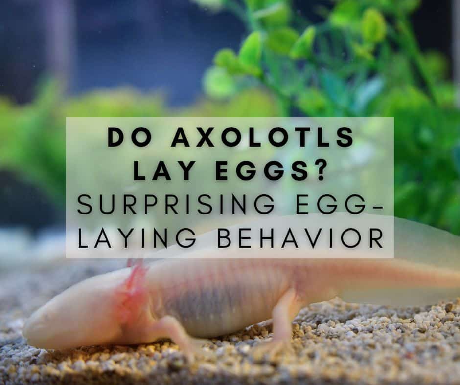 Do Axolotls Lay Eggs? Surprising Egg-Laying Behavior