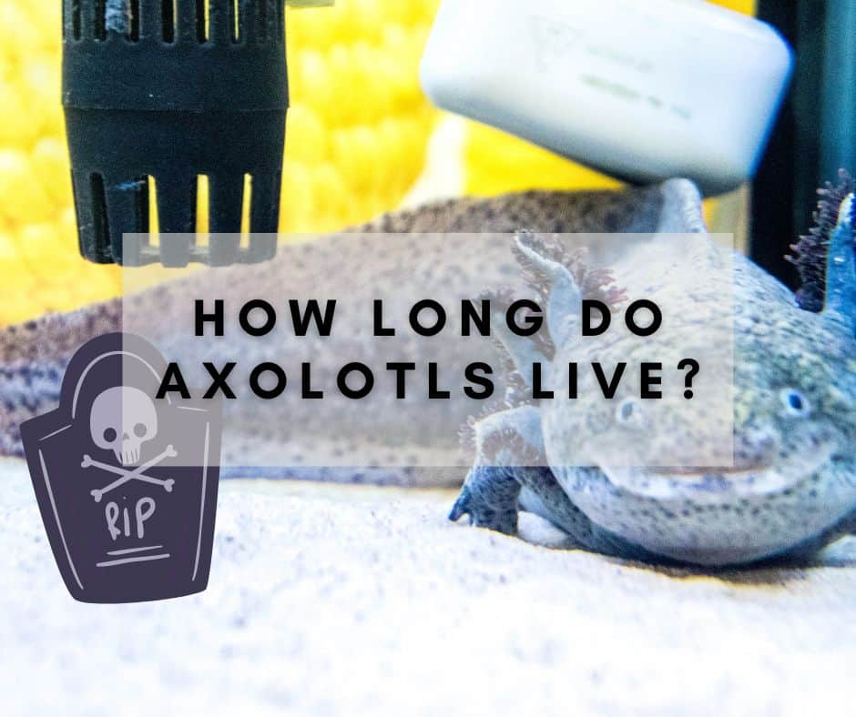 How Long Do Axolotls Live?