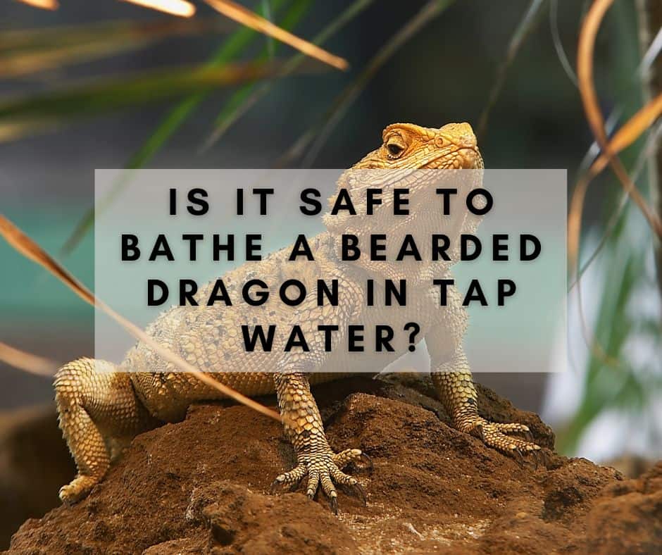 Is It Safe to Bathe a Bearded Dragon in Tap Water?