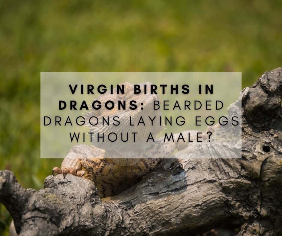 Virgin Births in Dragons: Bearded Dragons Laying Eggs Without a Male?