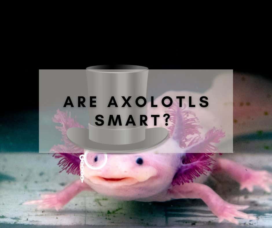 Are Axolotls Smart?