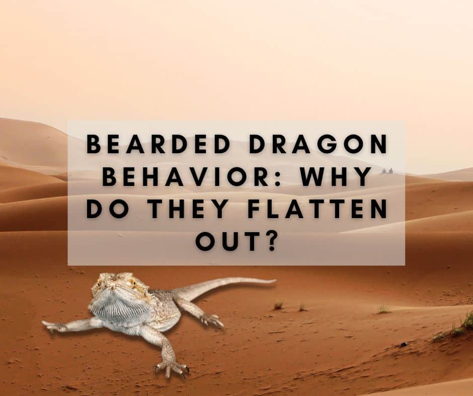 Bearded Dragon Behavior: Why Do They Flatten Out?