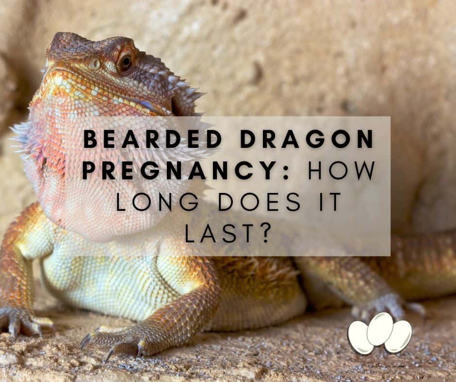Bearded Dragon Pregnancy: How Long Are They Pregnant?
