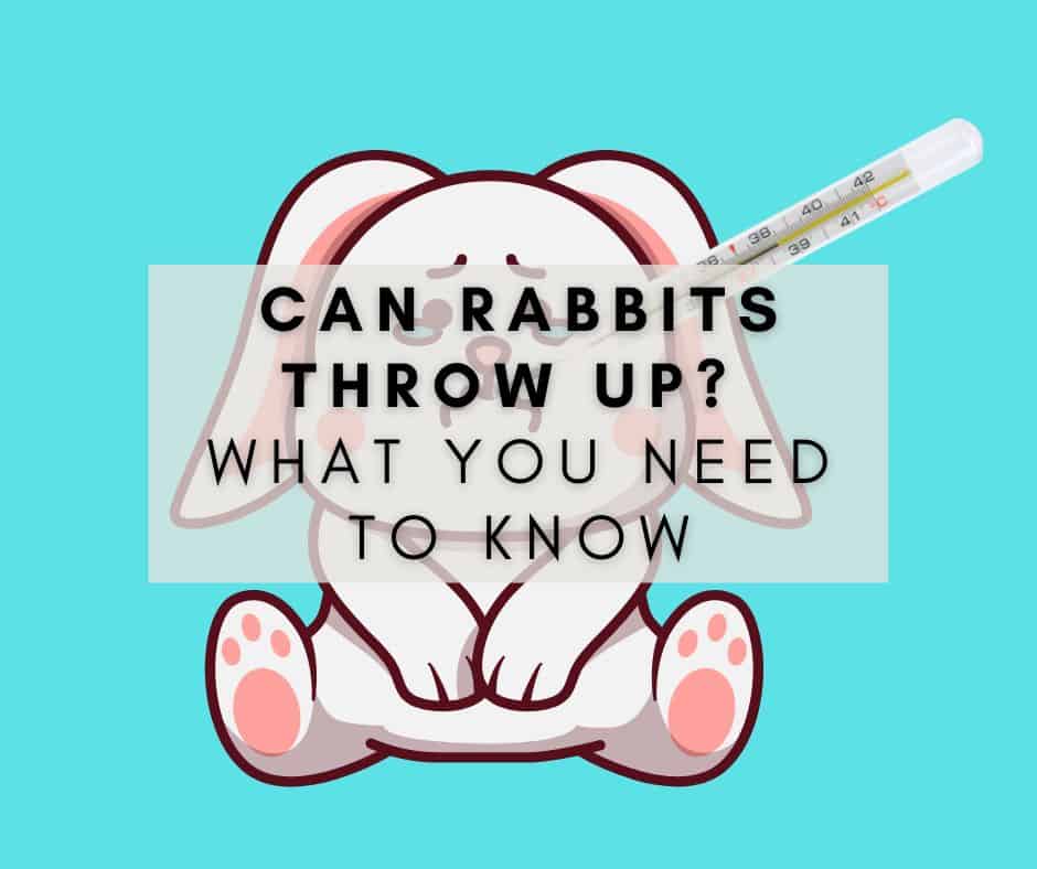 Can Rabbits Throw Up? What You Need to Know