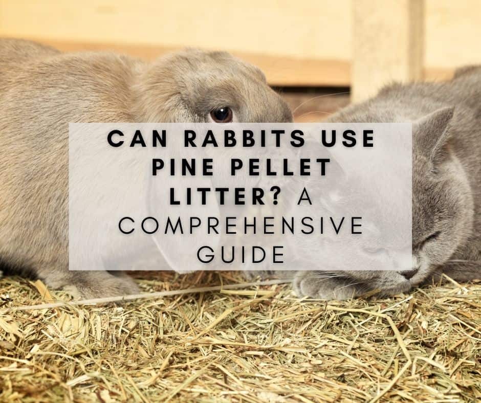 Can Rabbits Use Pine Pellet Litter