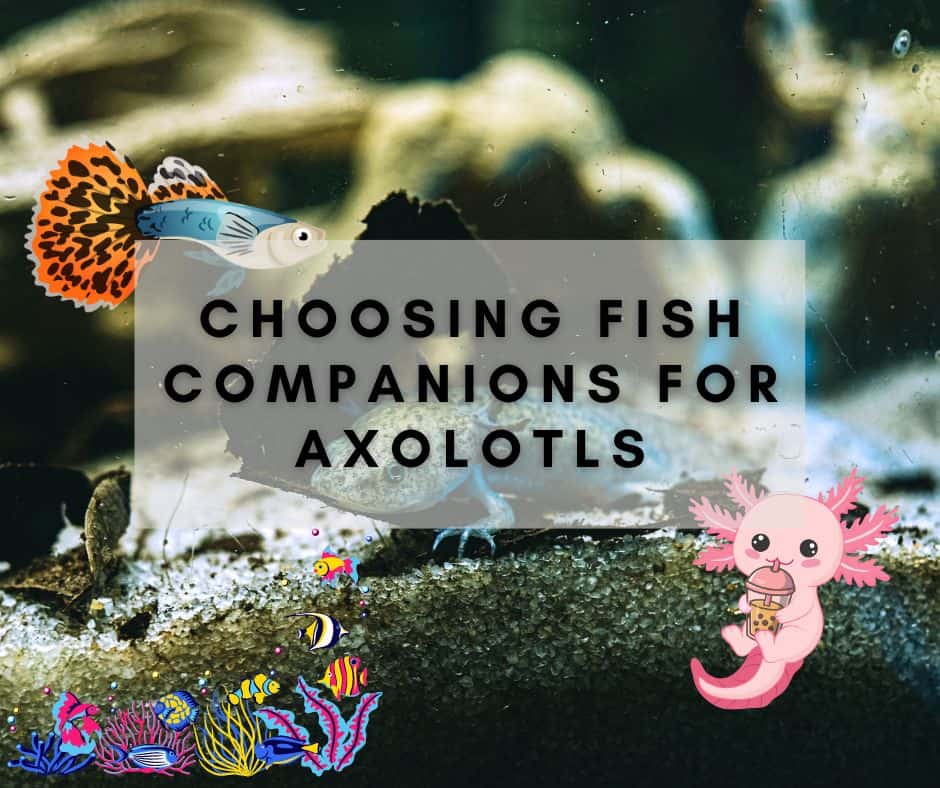 Choosing Fish Companions for Axolotls
