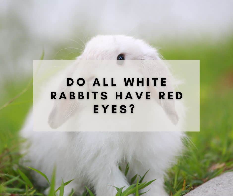 Do All White Rabbits Have Red Eyes?