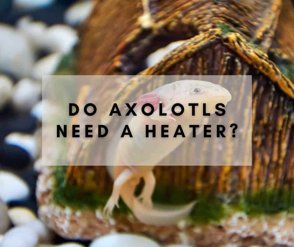 Do Axolotls Need a Heater?