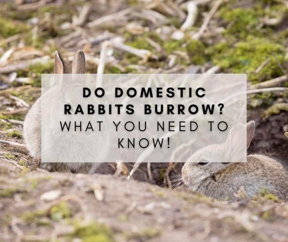 Do Domestic Rabbits Burrow?