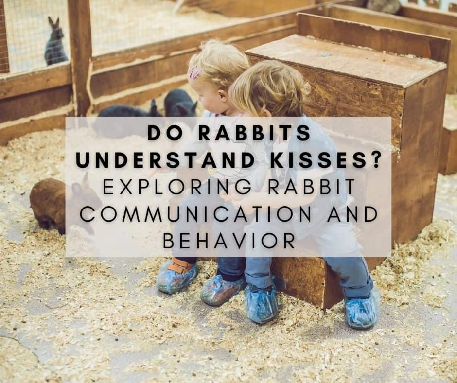 Do Rabbits Understand Kisses? Exploring Rabbit Communication and Behavior