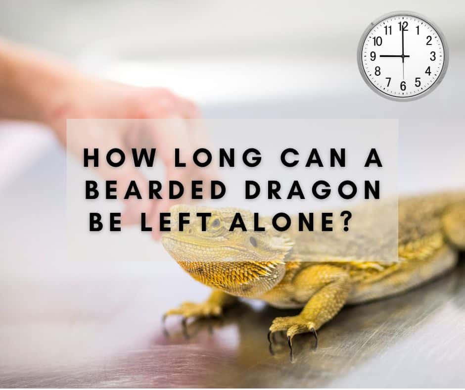 How Long Can a Bearded Dragon Be Left Alone?