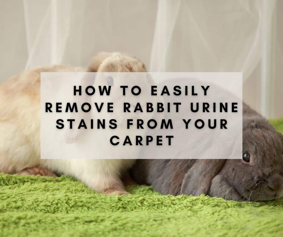 How to Easily Remove Rabbit Urine Stains from Your Carpet