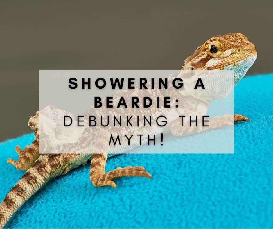 Showering a Beardie: Debunking the Myth that Bearded Dragons Don’t Like Water