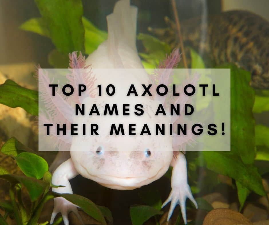 Top 10 Axolotl Names and Their Meanings!